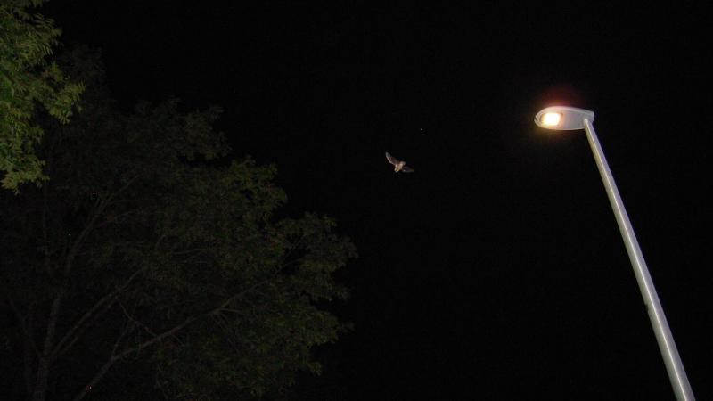 ВКонтакте желісіндегі колготкидегі мастурбация фотосы