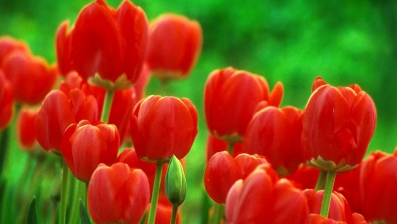 Порно видео Влад Топалов