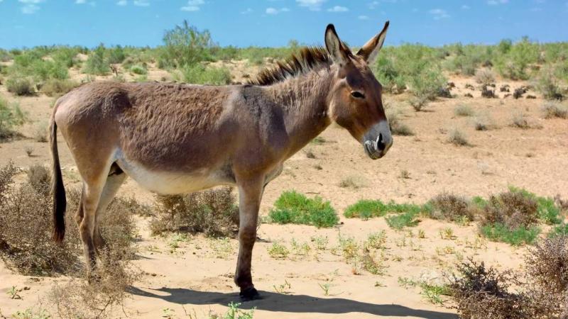 Света Букина секс видео