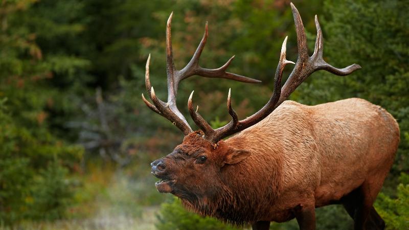 Қызыл бұғы мүше тұнбалары