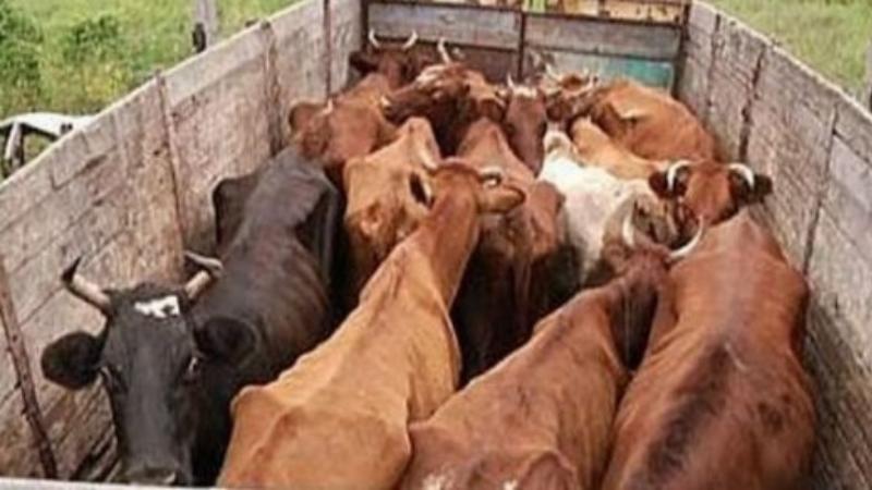 Менің кішкентай пони мультфильмі