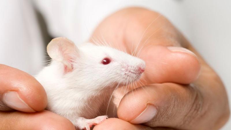 жалаңаш ойын карталары