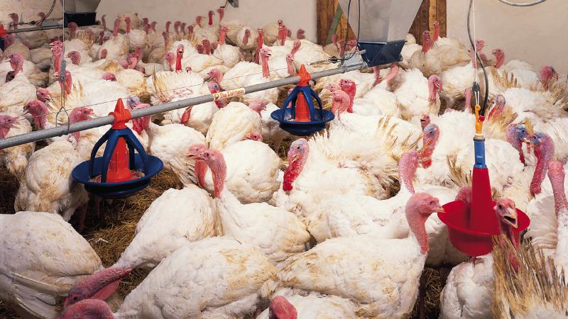 ХХХ қаралар