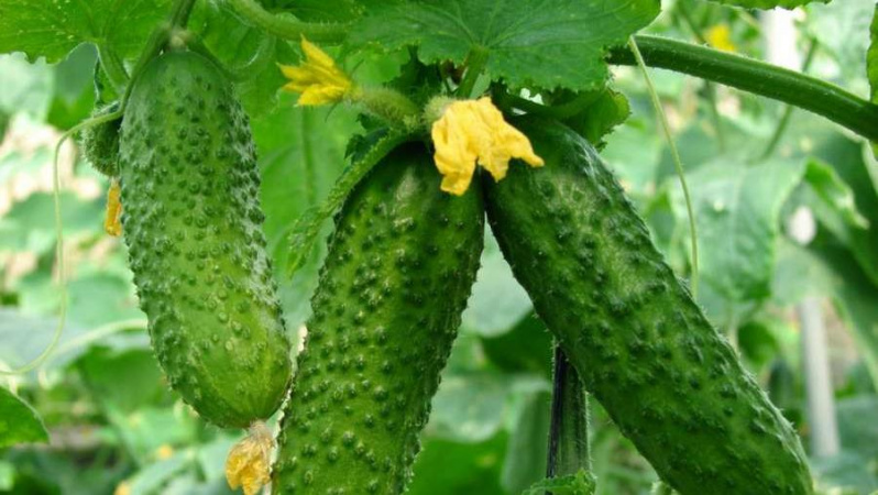 Вуайер дәретхана дүңгіршегінде сиысуды түсіріп жатыр