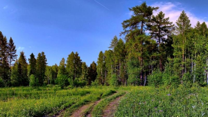 Әйелінің мысығын қырады