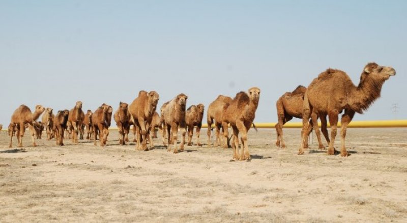 Аналардағы салбыраған сиськи