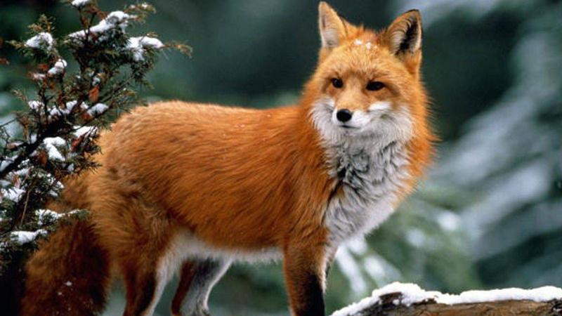 Ересектерге арналған түнгі порно арна