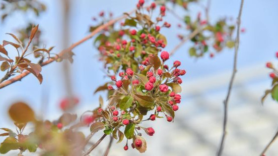 Түркістанда сакура мен магнолия ағашы гүлдеді | BAQ.kz