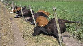 Ол доптары бар мүшені жұтып қойды