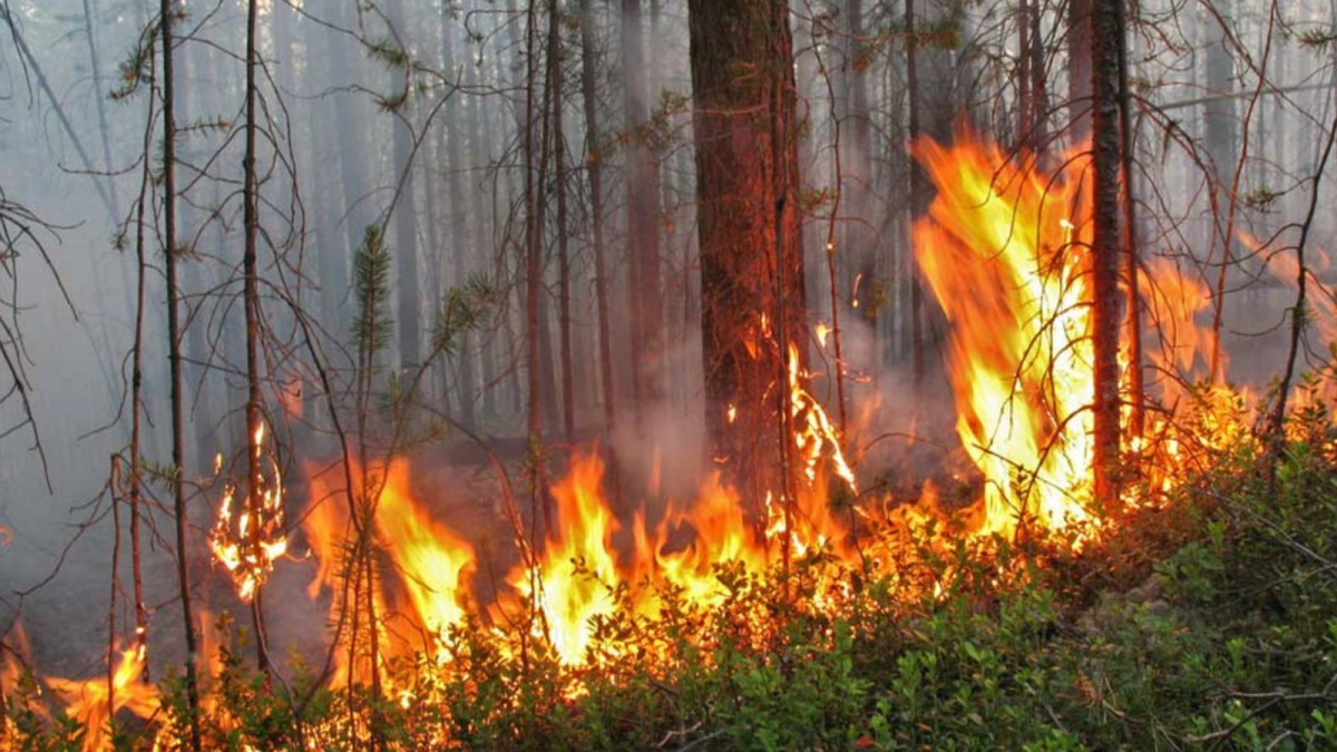 Повышенная пожароопасность. Пожар в лесу. Огонь в лесу. Горящий лес. Природные пожары.