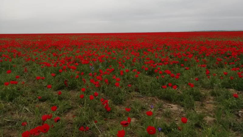 Санкт-Петербургтің ескі жезөкшелері