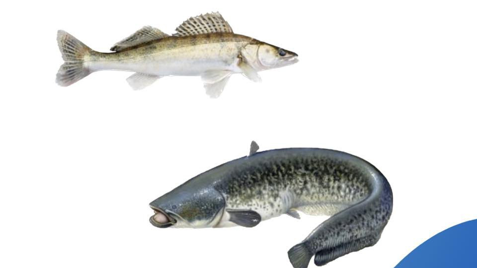 Ресейлік актрисалардың порнофотосуреттері