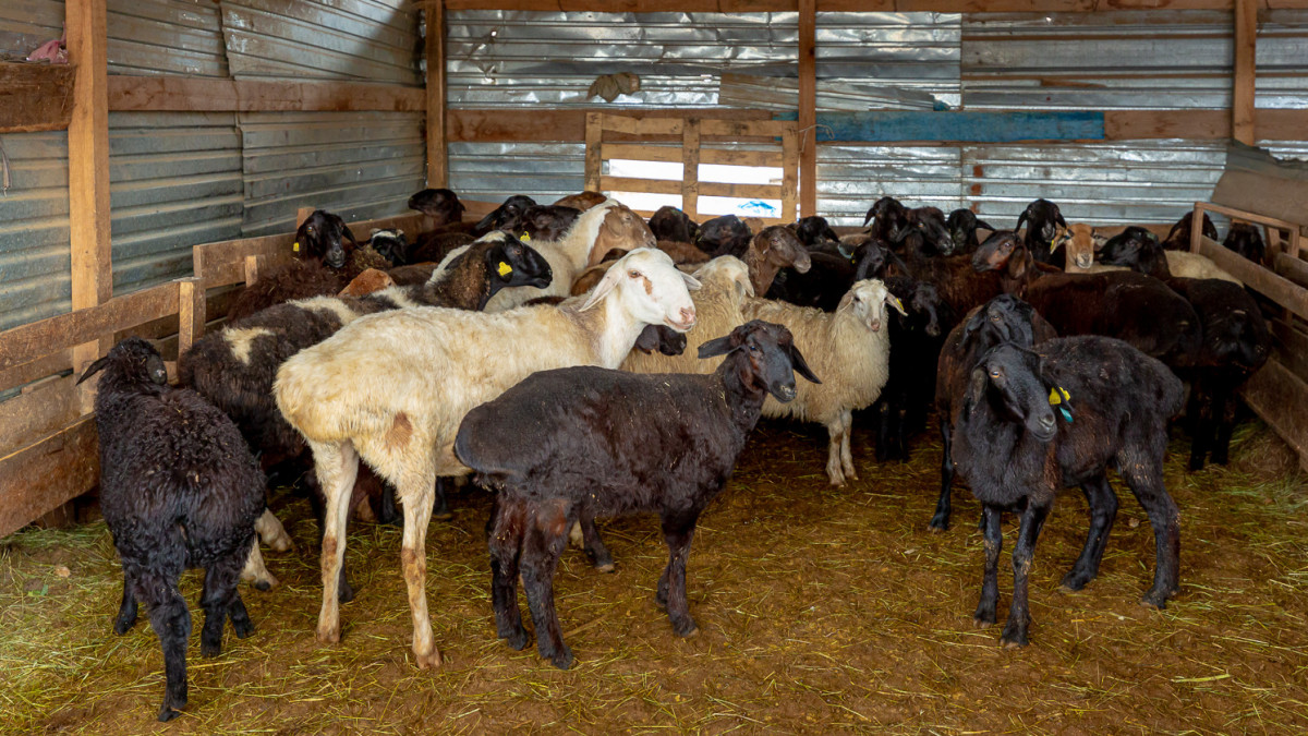 Жыртқыш әйелдер