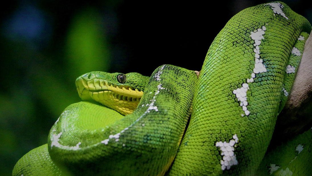 Қыздарға арналған гиф эротикасы