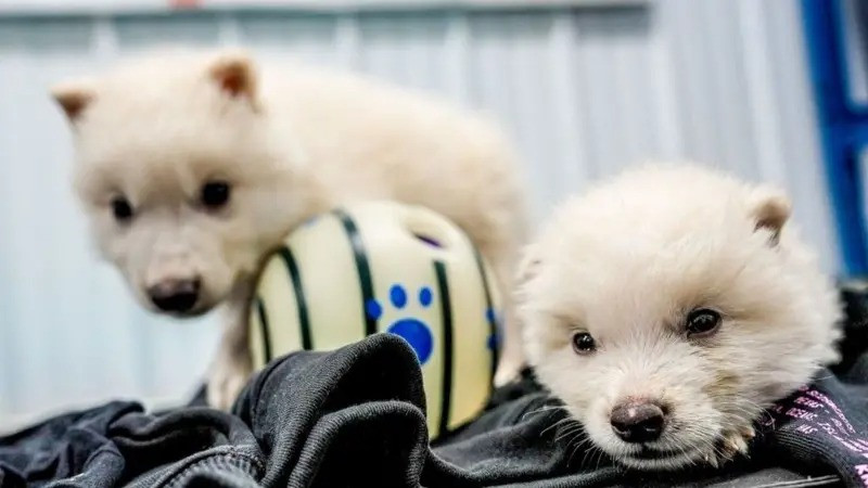 Смотреть Менің әйеліммен секс онлайн