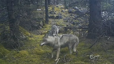 Қазір онлайн үй порносын қараңыз Попоктағы томпақ қыздармен секс