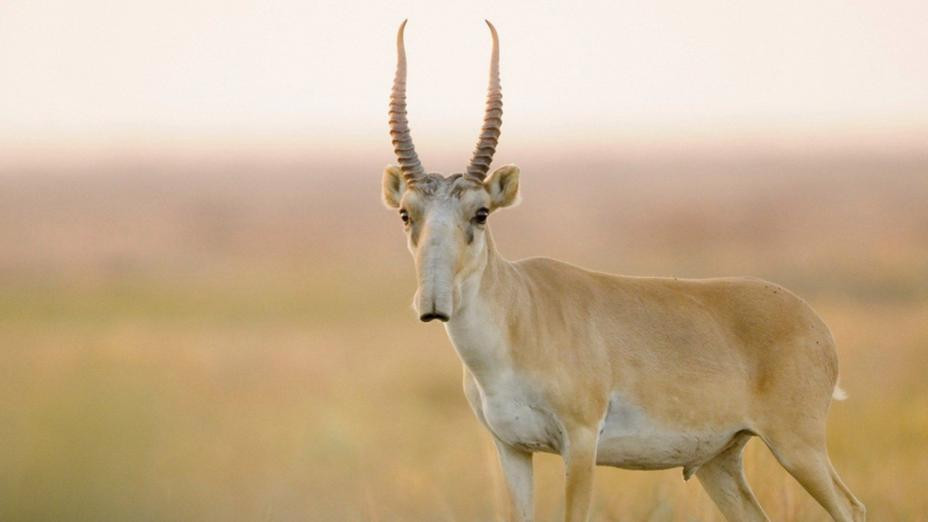 Самира жалаңаш