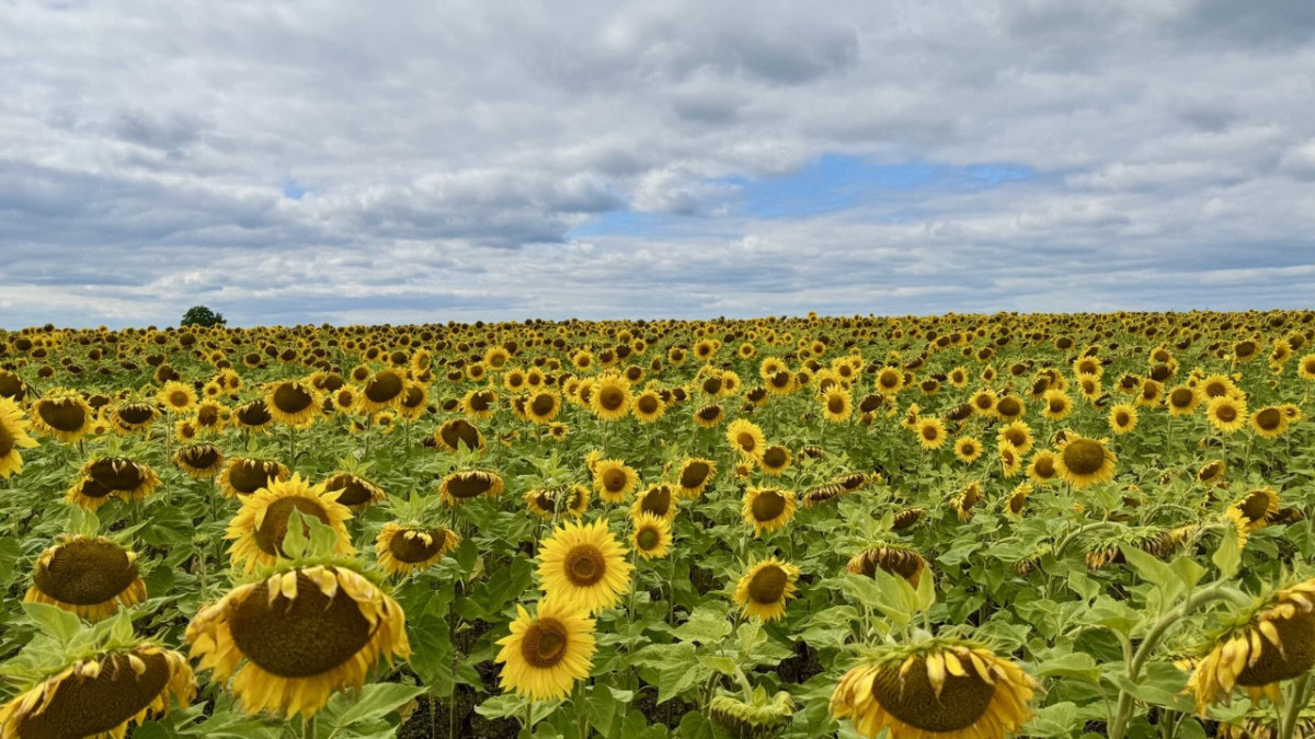 Оби өзеніндегі жыныстық өмір
