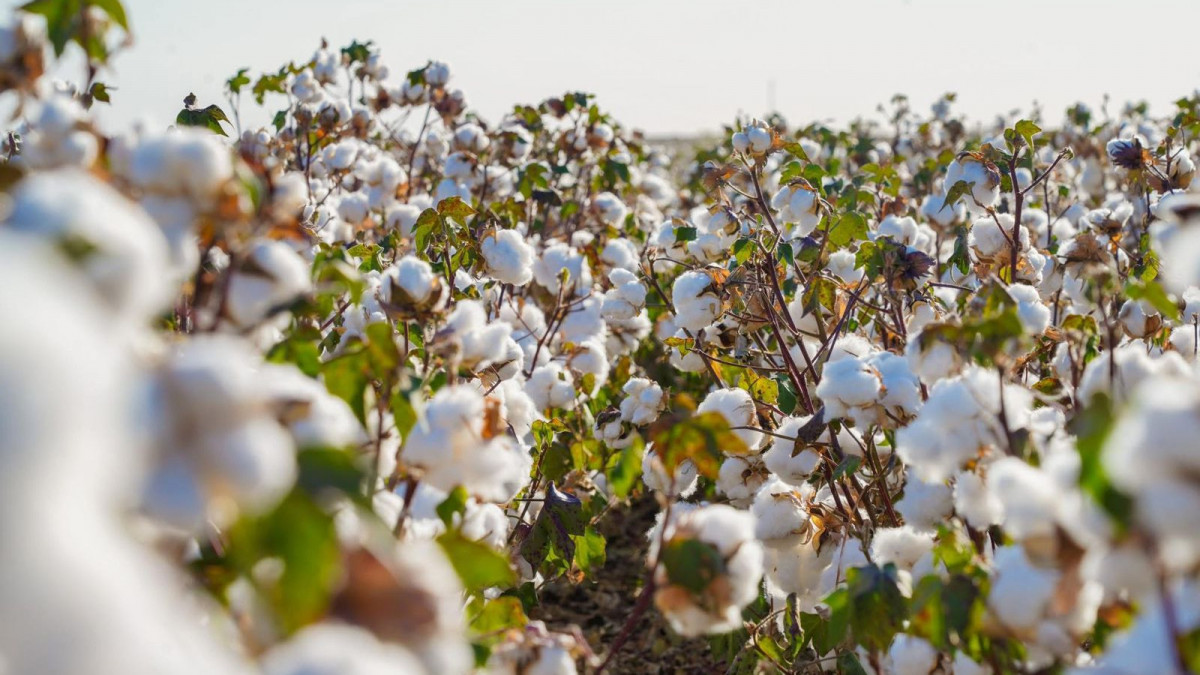 Жалғыз бірге мас әйелдің порносы