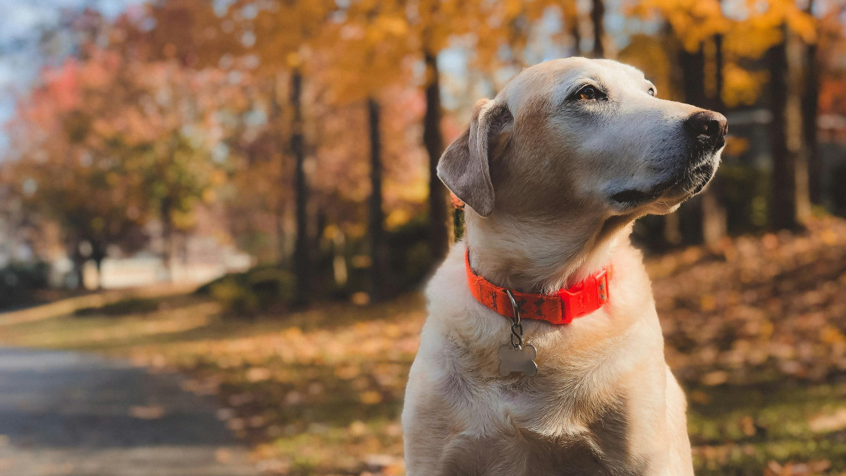 Қазақстан интимдік видеолармен танысу