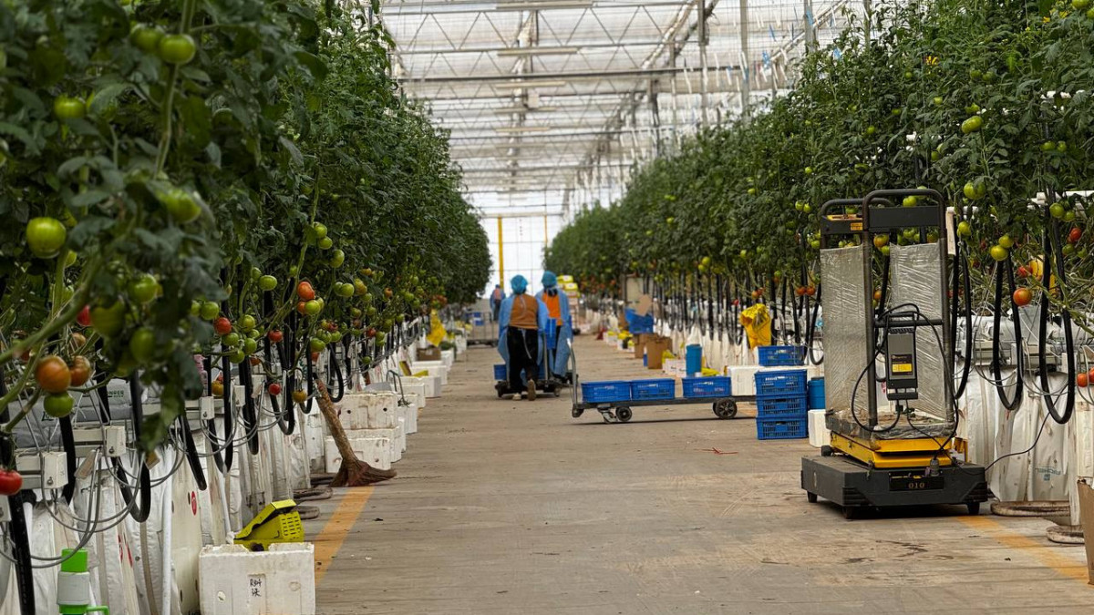 Пенис және эрекция туралы бейне