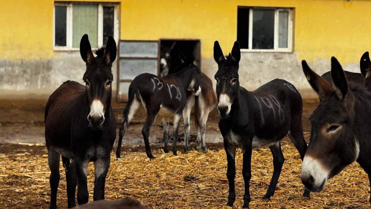 Көкіректі Феникс Мари әдемі жігіттің қызғылт тесігін ұрып алады