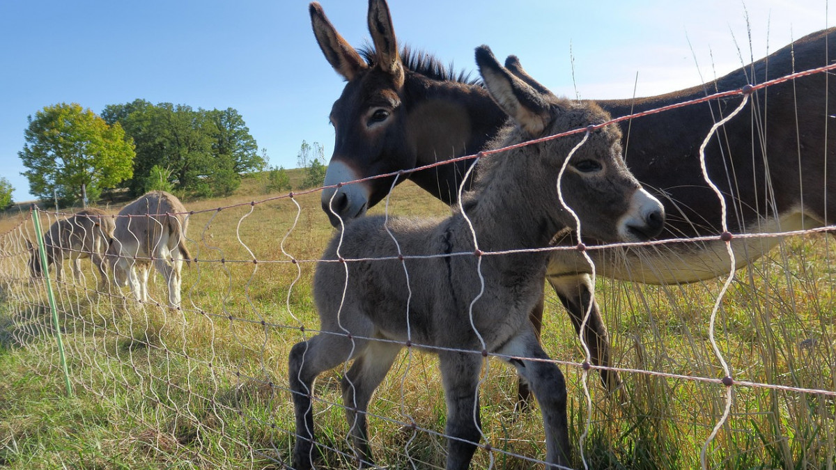 Үйленген әйелдердің порнографиясы