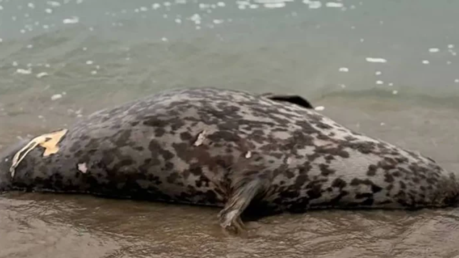 Топтық транни порно