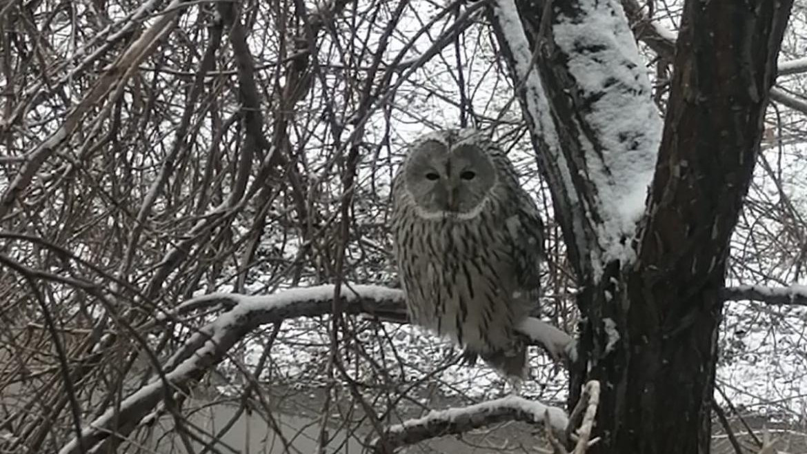 Порнографиялық ауыл шлюхаларының суреттері