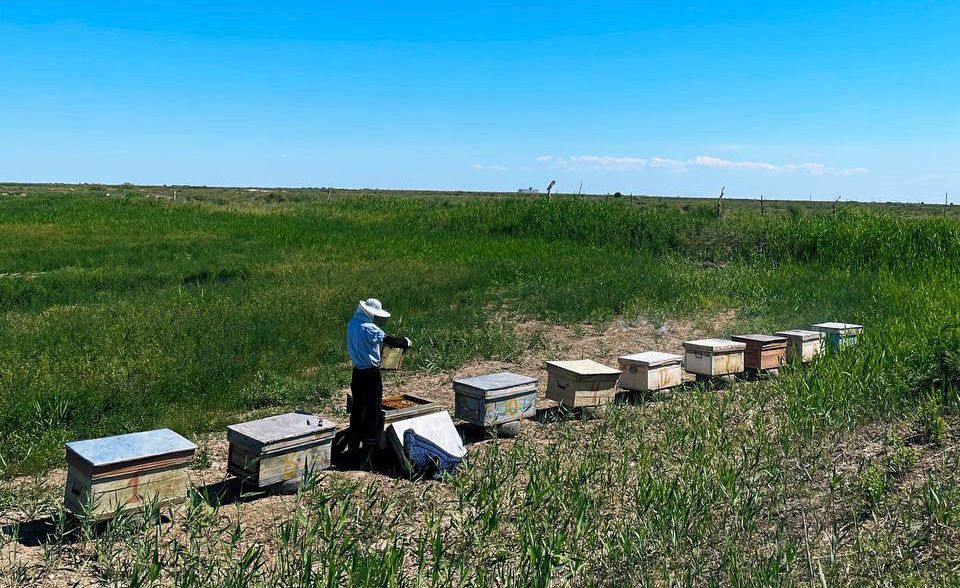 Бір тамшыдан – бір тоннаға дейін: омарташының 5 жылдық жолы