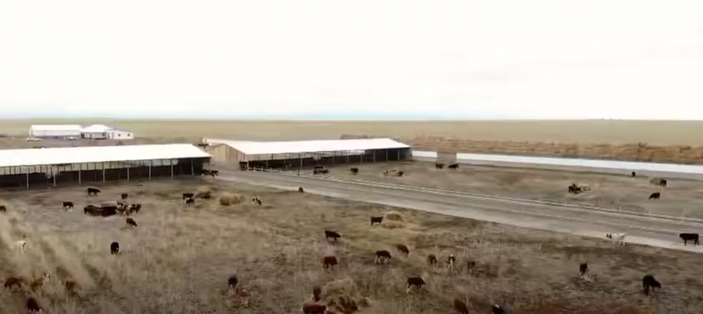 Ауылдан шыққан бренд: Қазақстанда ет пен сүт өндірісін кімдер дамытып жатыр?