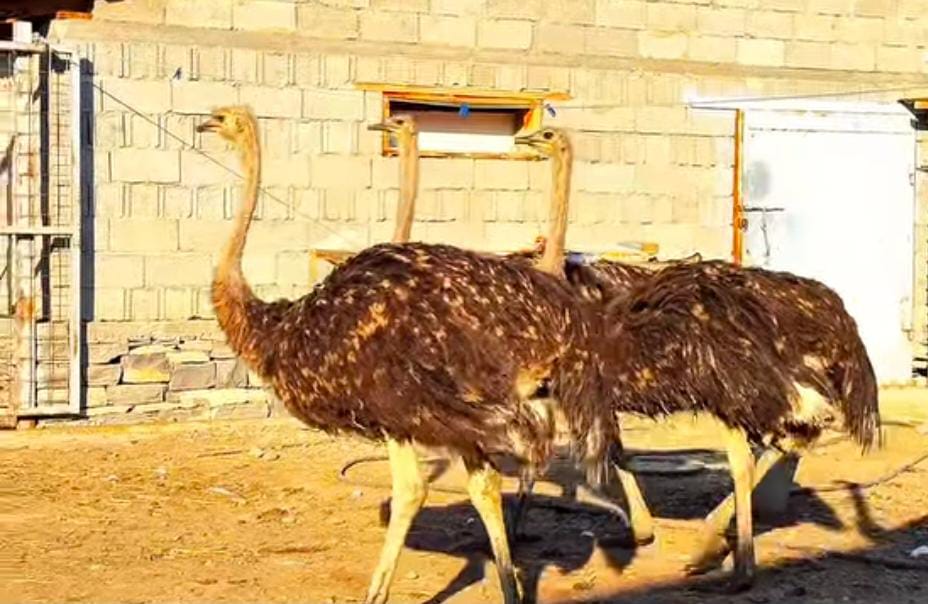 Еңбек, кәсіп, нәтиже: өмірін еңбекпен өрген жандар