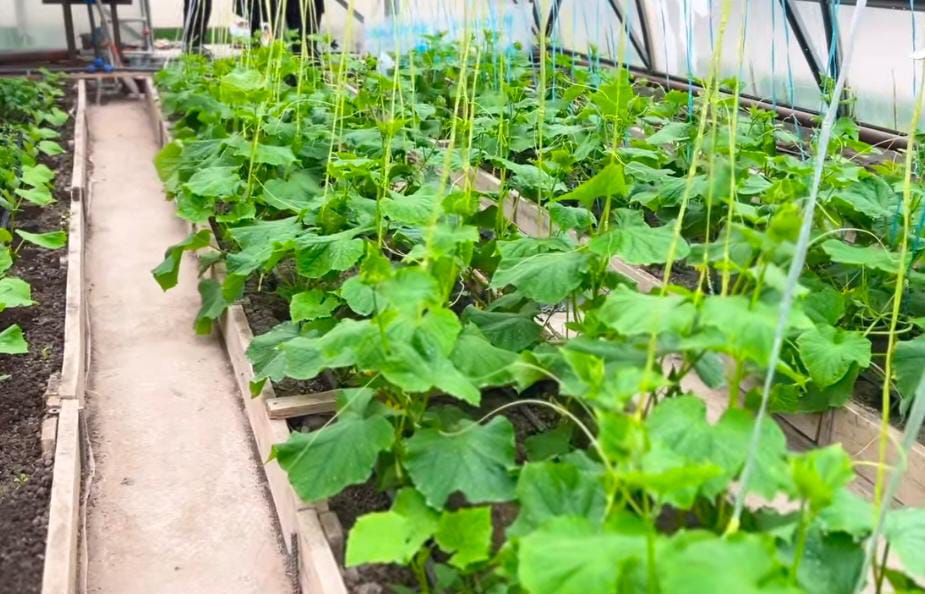 Еңбек, кәсіп, нәтиже: өмірін еңбекпен өрген жандар