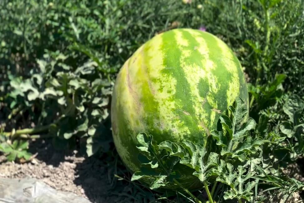 Шаруалар бау-бақша өнімдерін жинауда – Жамбыл облысы