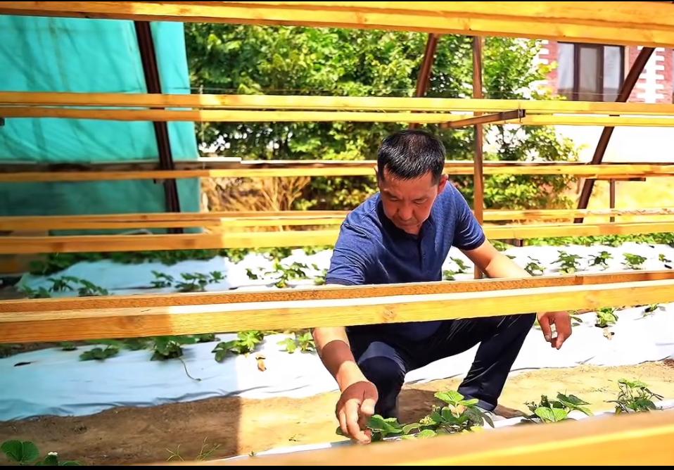 Шаруалар бау-бақша өнімдерін жинауда – Жамбыл облысы