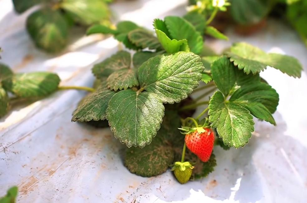 Шаруалар бау-бақша өнімдерін жинауда – Жамбыл облысы