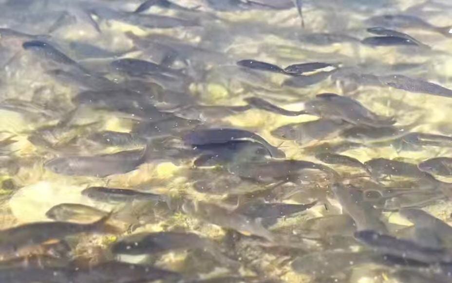 Еңбек, кәсіп, нәтиже: өмірін еңбекпен өрген жандар