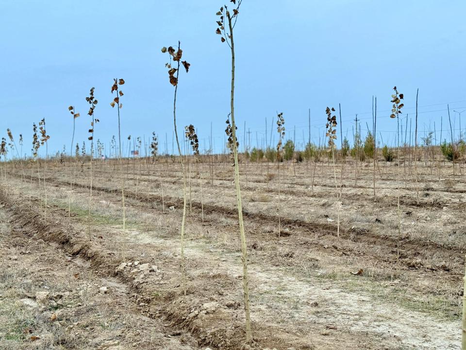 Түркістандағы "Жасыл белдеуде" ағаш отырғызу жұмыстары жүріп жатыр