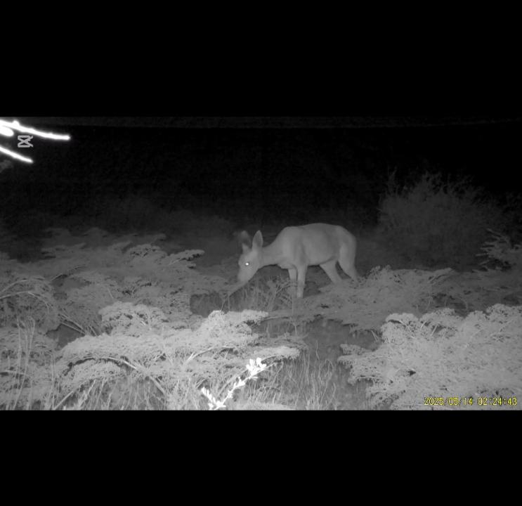 Фототұзақ: Ұлттық саябақтарда Қызыл кітапқа енген барыс пен қоңыр аю көзге түсті