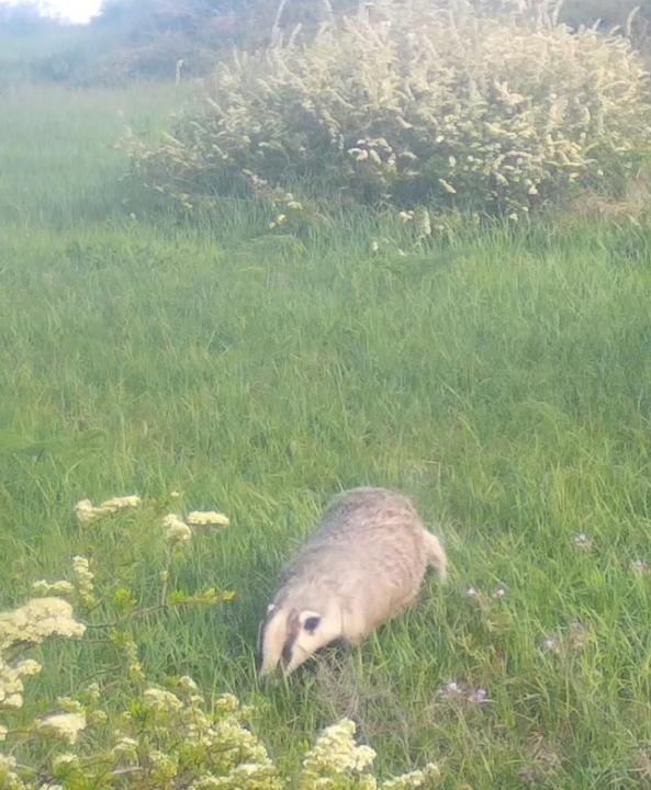 Фототұзақ: Ұлттық саябақтарда Қызыл кітапқа енген барыс пен қоңыр аю көзге түсті