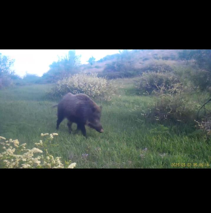 Фототұзақ: Ұлттық саябақтарда Қызыл кітапқа енген барыс пен қоңыр аю көзге түсті