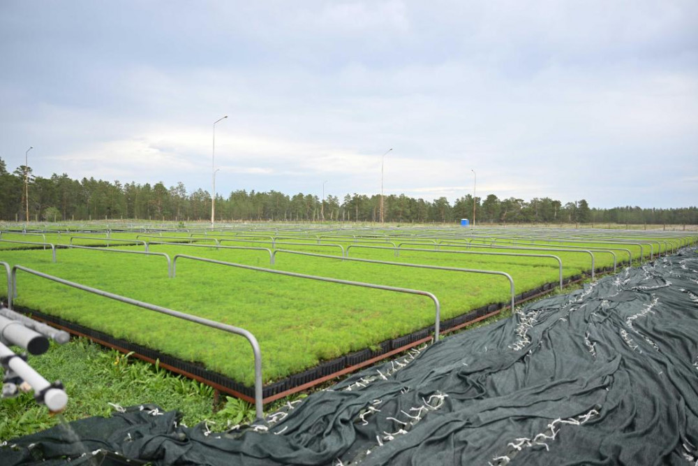 Абай облысындағы тұқымбақта жылына 3 миллион түпке дейін қарағай көшеттері өсіріледі