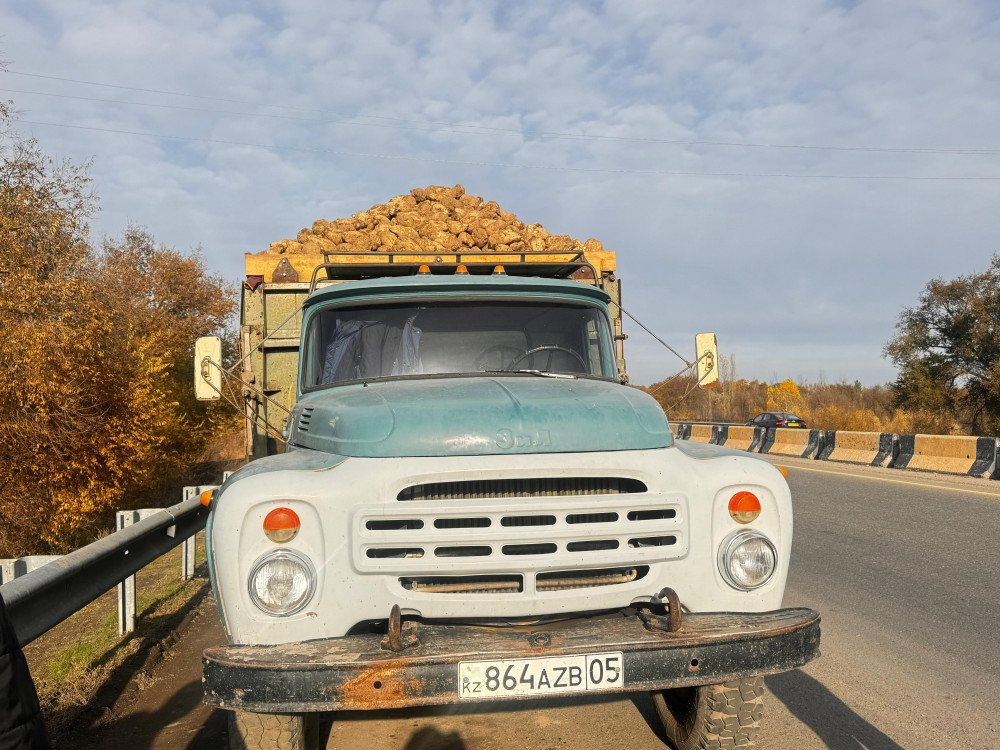 Жетісуда қант қызылшасы зауыттарға сыймай жатыр