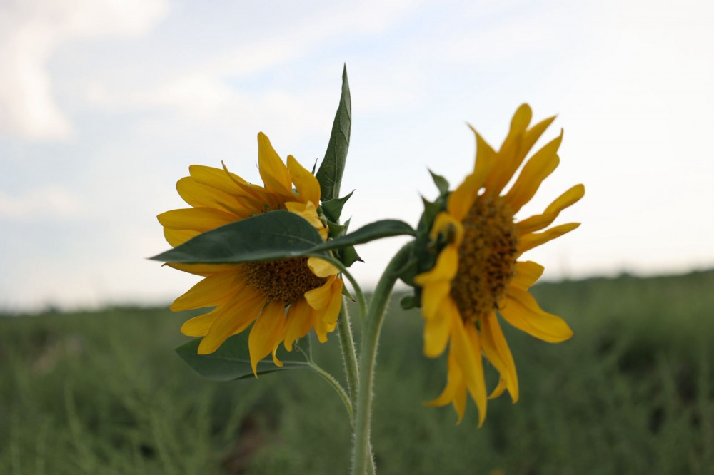 Егістегі үміт: Судан қысылған шаруаның батыл қадамы