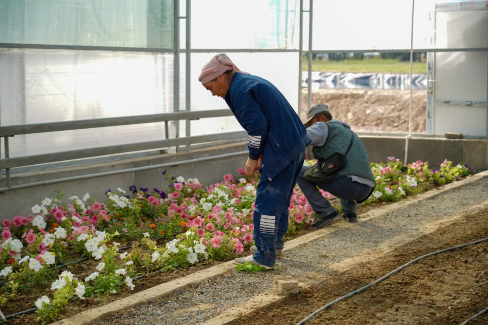 Түркістандағы "Жасыл белдеу" жайқалып келеді