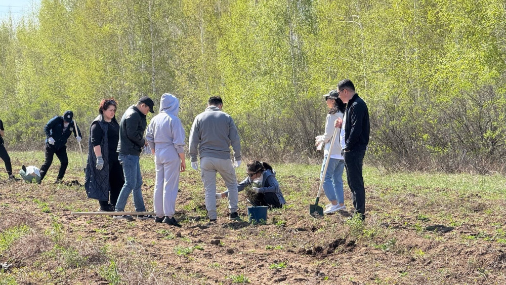 Бүгін Бүкілқазақстандық орман отырғызу күні