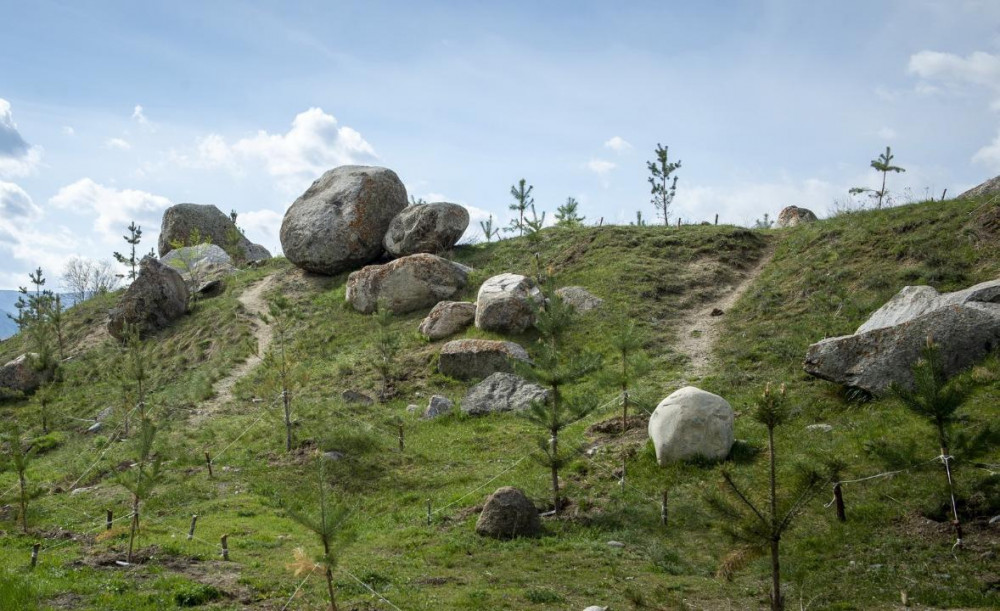 Жетісуда қанша ағаш егілді?