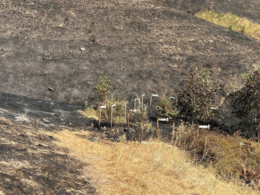 Алматыда Кеңсай-1 аумағындағы ірі өрт: зираттар өртенді ме?