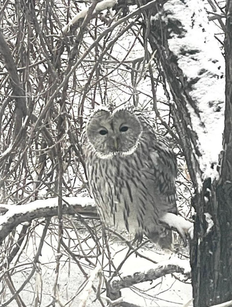 Шәуеттегі жетілген қынап