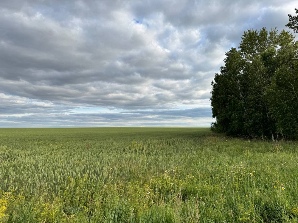 Алтын дән мен сары күнбағыс: Биылғы егіннен не күтеміз?